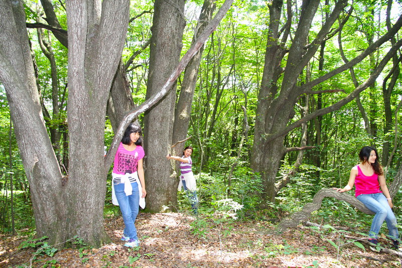 千年参天大树 刺叶栎