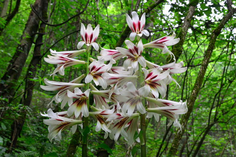极品荞麦叶大百合