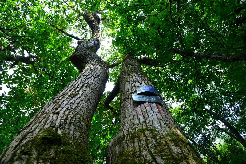 圈椅淌百年古树大叶杨