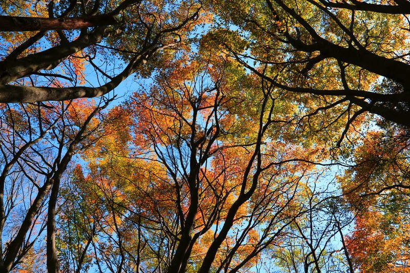 圈椅淌金秋 黄登雄