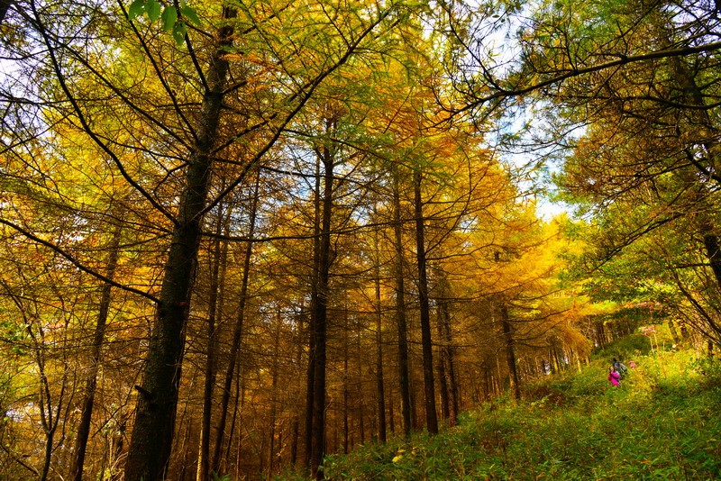 圈椅淌原始森林魅力迷人秋色