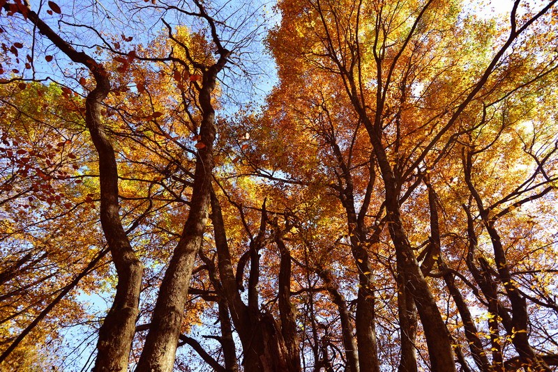 圈椅淌原始森林魅力迷人秋色2