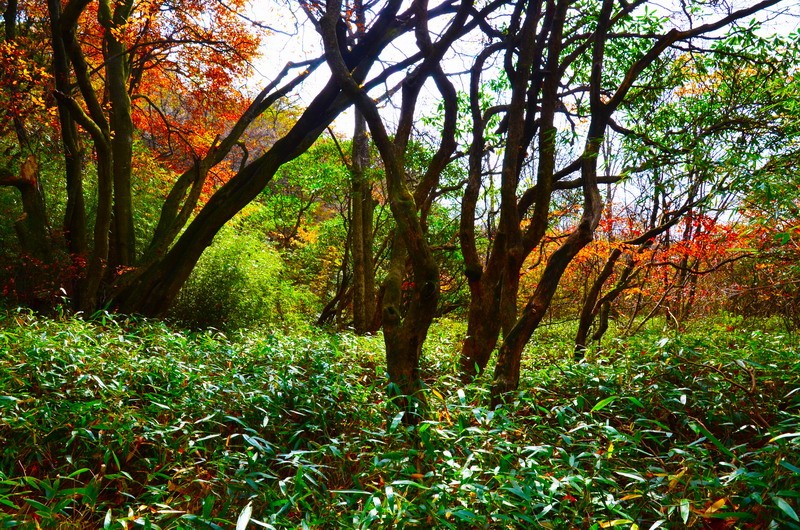 箬竹与云锦杜鹃群落林初秋