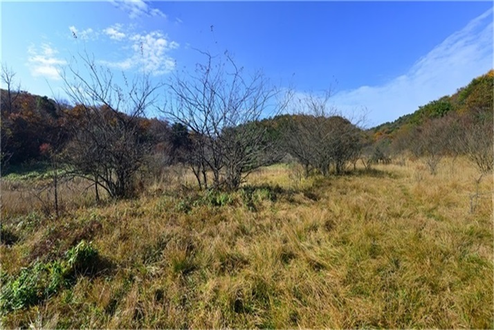 春日江山丽  春风花草香