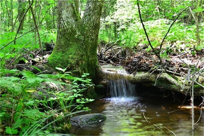 绿树阴浓夏日长