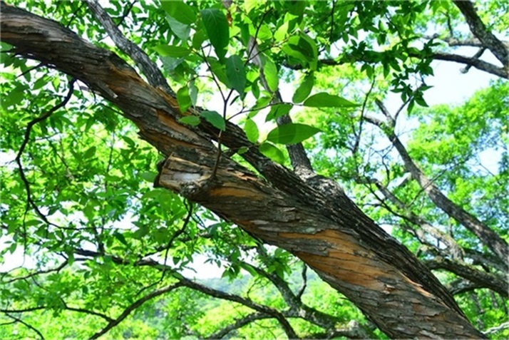 绿树阴浓夏日长