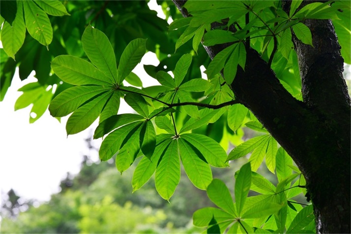 绿树阴浓夏日长