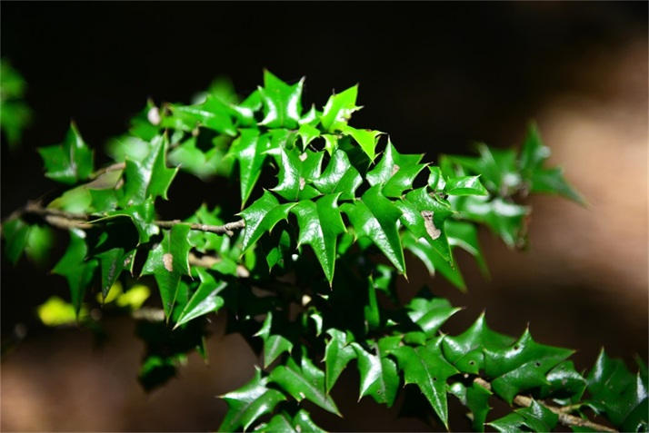 绿树阴浓夏日长