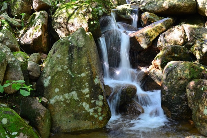 绿树阴浓夏日长
