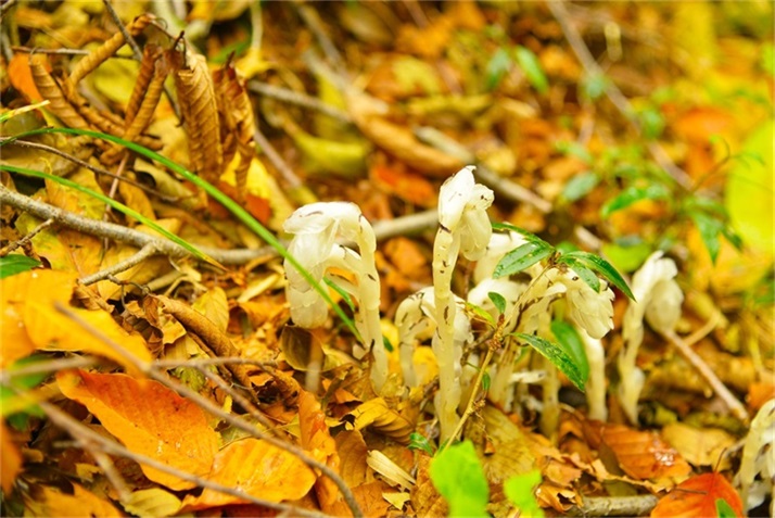 色彩斑斓皆秋色