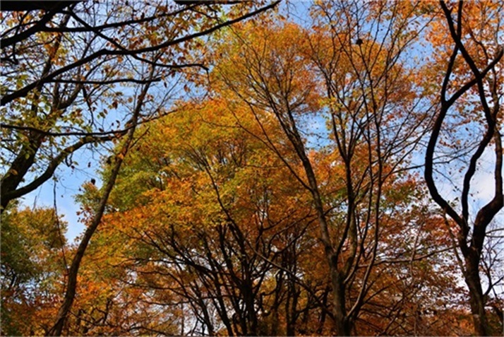 色彩斑斓皆秋色