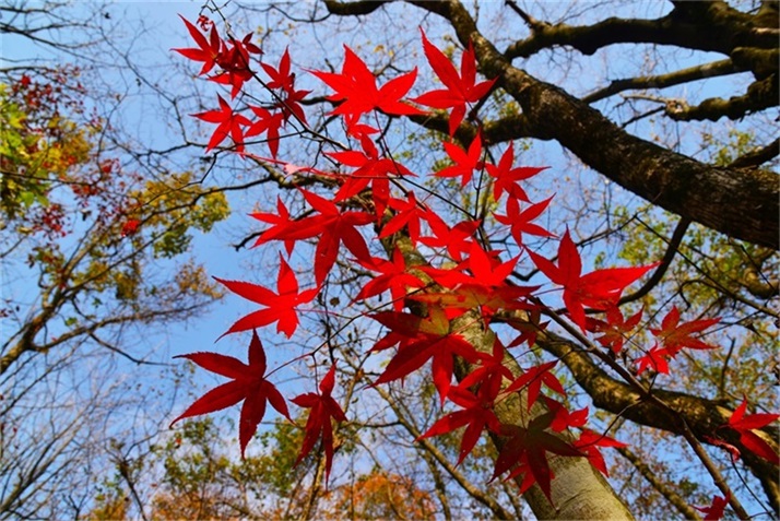 色彩斑斓皆秋色