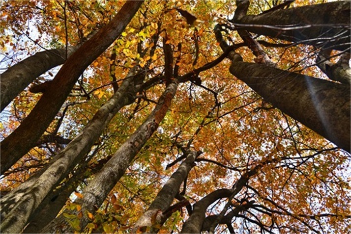 色彩斑斓皆秋色