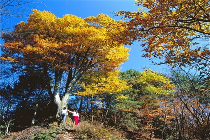 色彩斑斓皆秋色