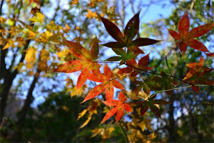 色彩斑斓皆秋色