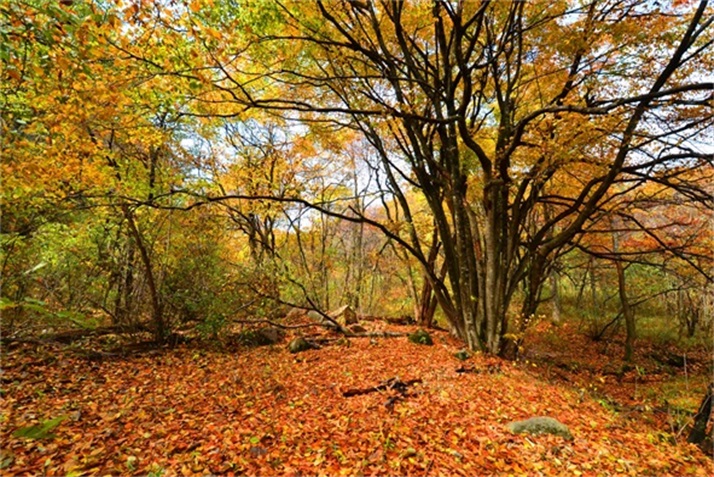 色彩斑斓皆秋色