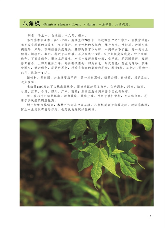 圈椅淌植物图谱——八角枫