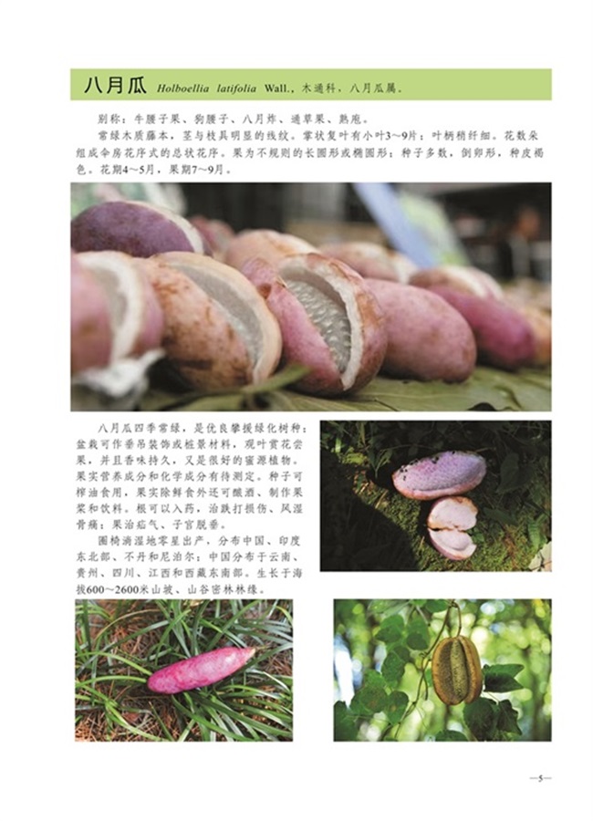 圈椅淌植物图谱——八月炸