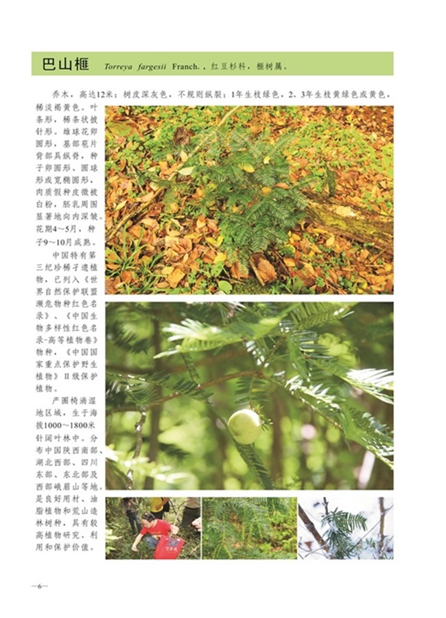 圈椅淌植物图谱——巴山榧