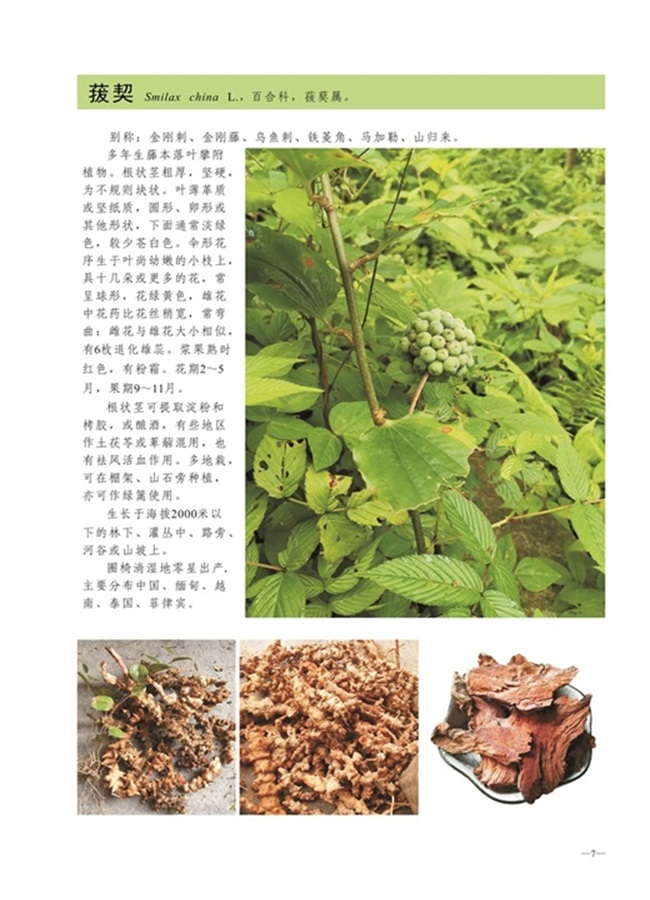 圈椅淌植物图谱——菝契