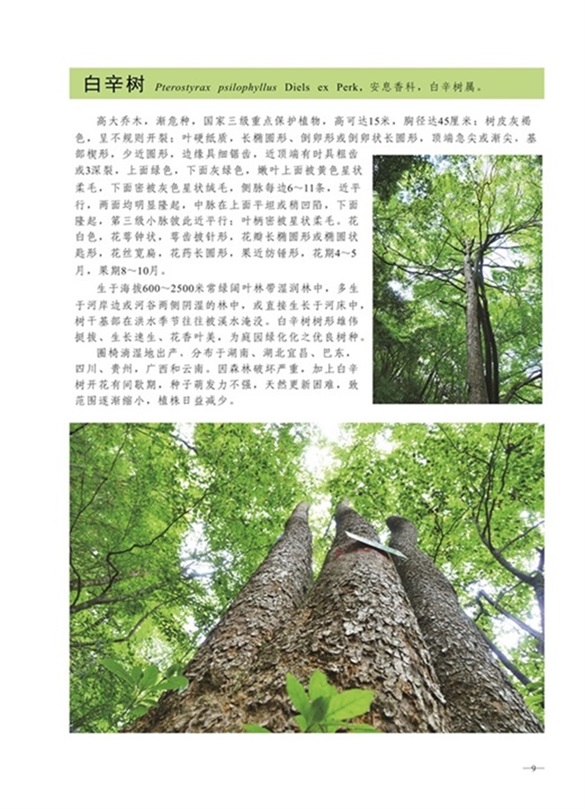 圈椅淌植物图谱——白辛树