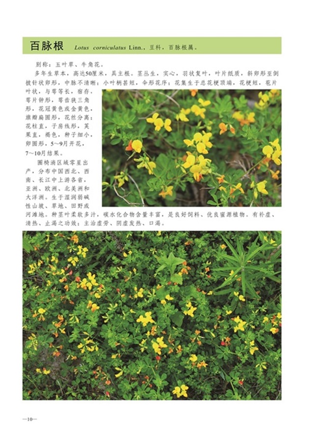 圈椅淌植物图谱——百脉根