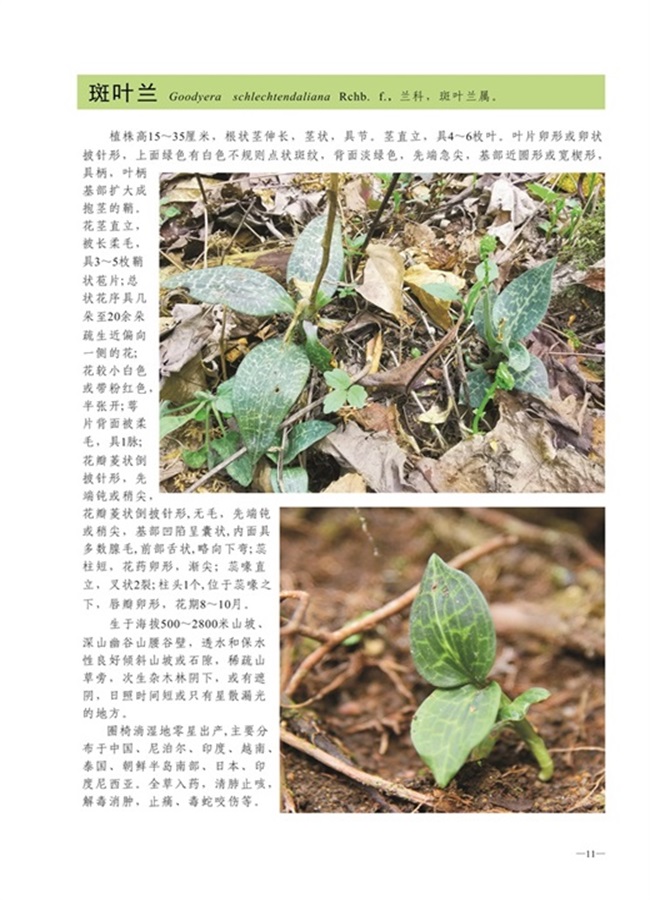 圈椅淌植物图谱——斑叶兰