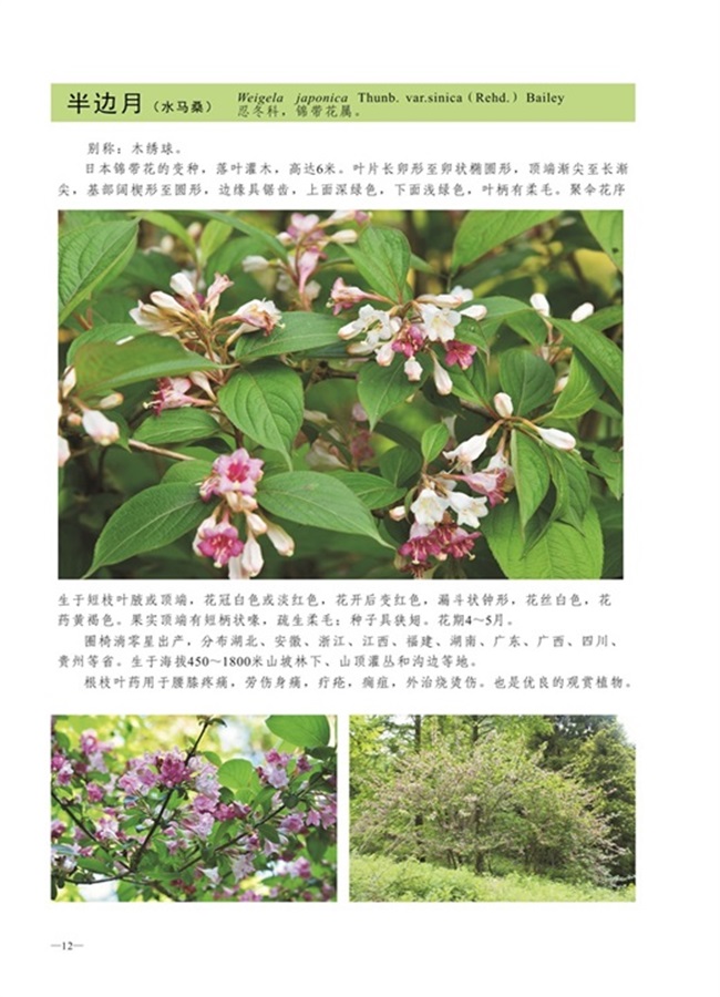 圈椅淌植物图谱——半边月（水马桑）