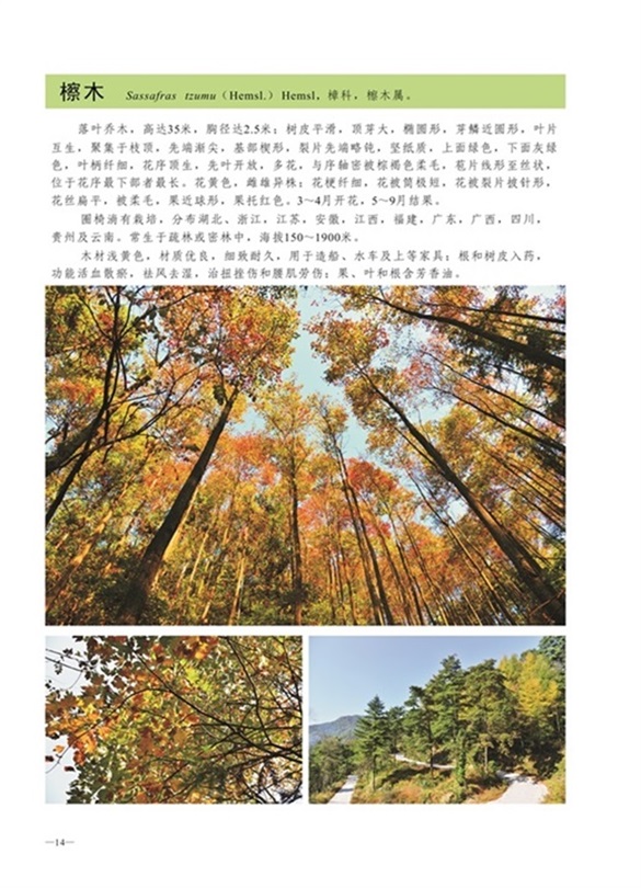 圈椅淌植物图谱——檫木