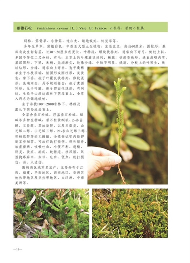 圈椅淌植物图谱——垂穗石松