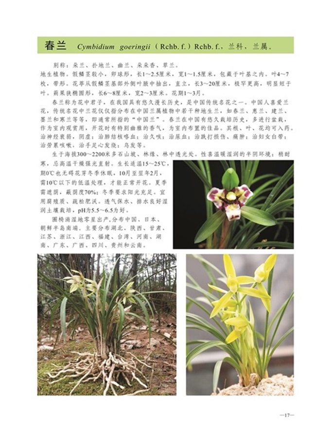 圈椅淌植物图谱——春兰