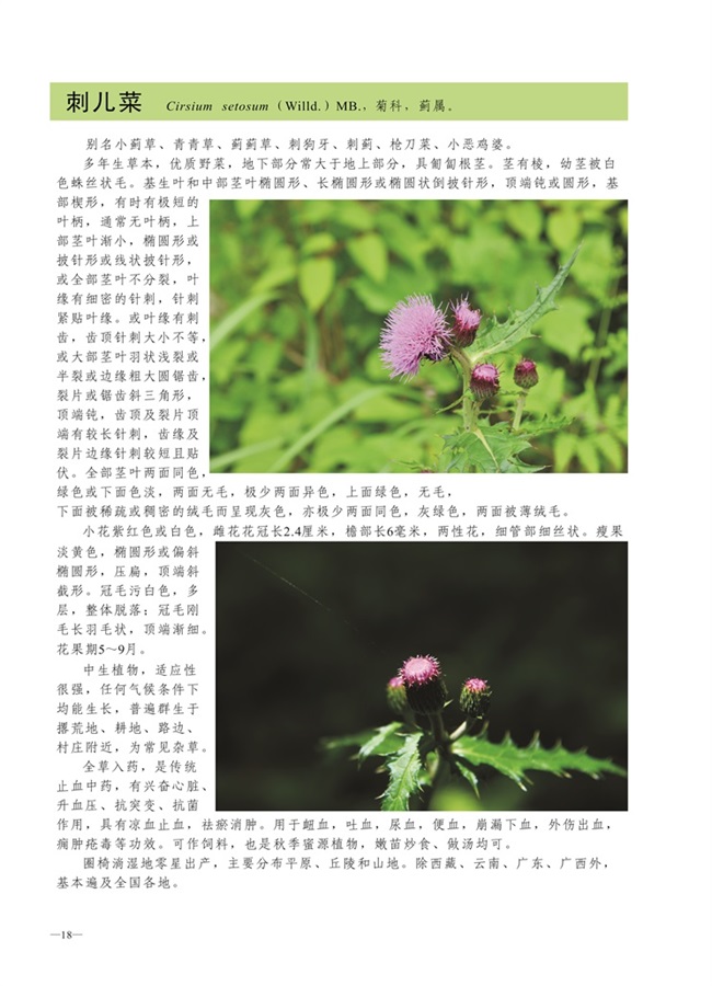 圈椅淌植物图谱——刺儿菜