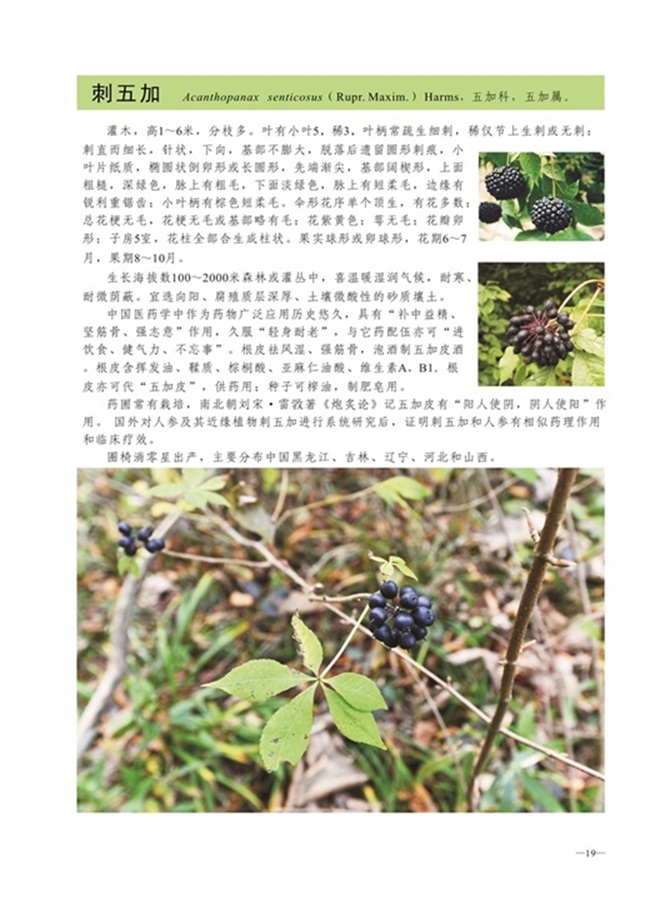圈椅淌植物图谱——刺五加