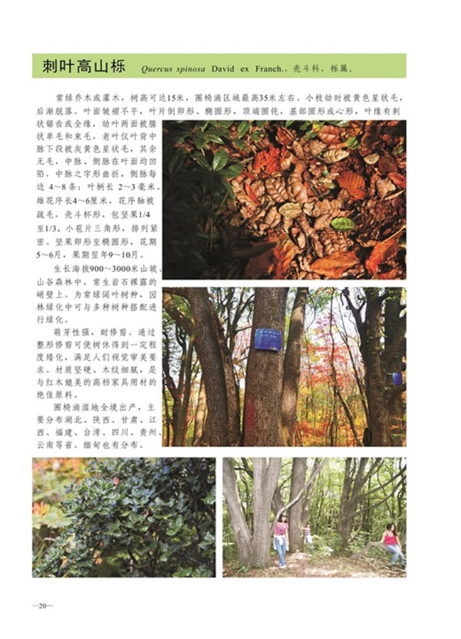 圈椅淌植物图谱——刺叶高山栎
