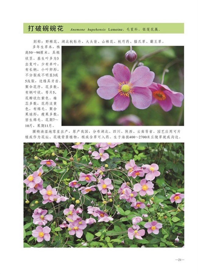 圈椅淌植物图谱——打破碗碗花