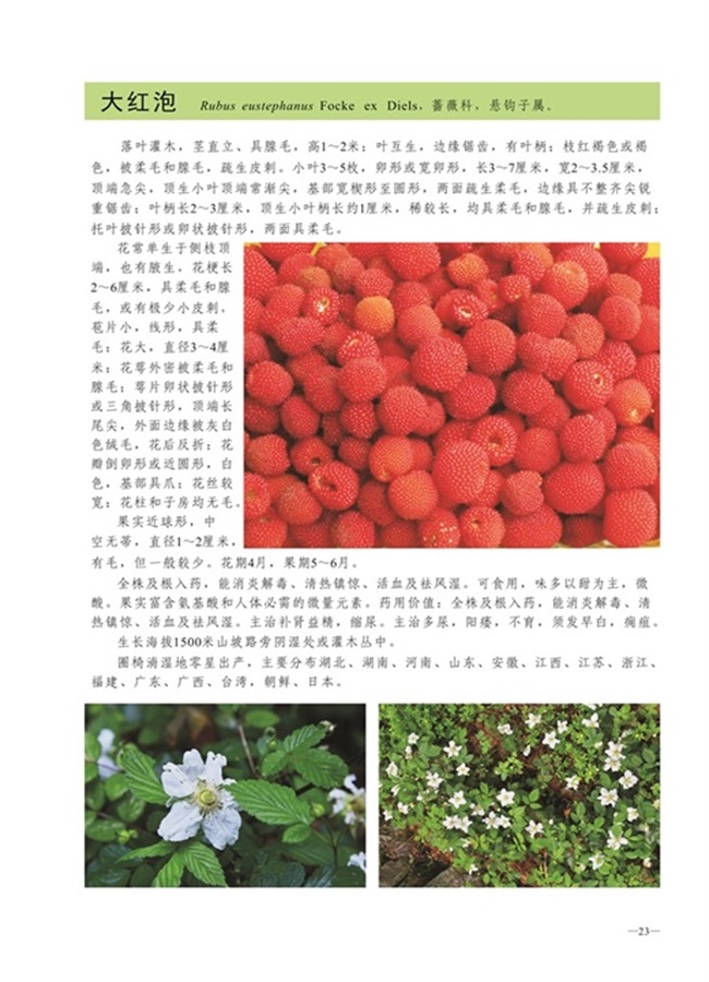 圈椅淌植物图谱——大红泡