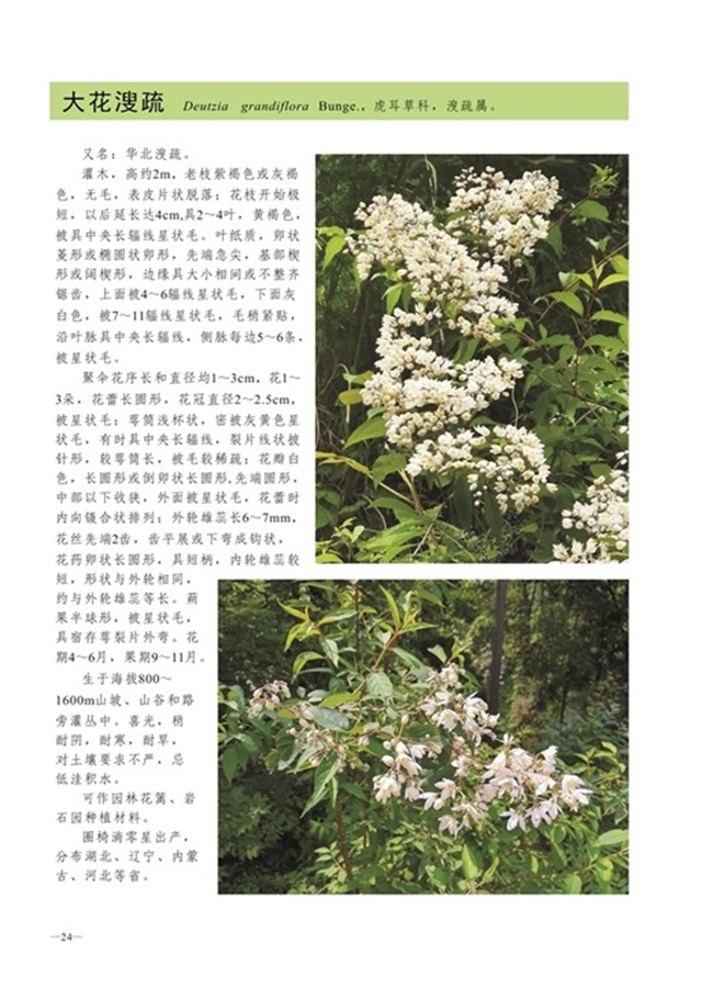 圈椅淌植物图谱——大花溲疏