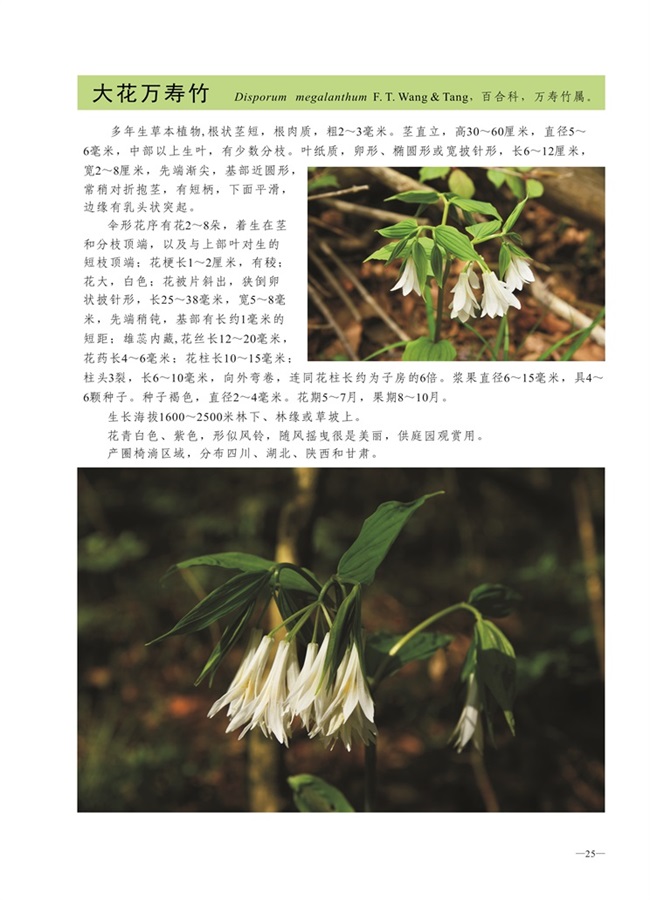 圈椅淌植物图谱——大花万寿竹