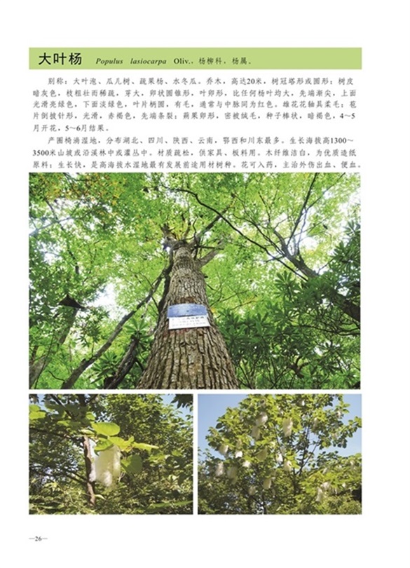 圈椅淌植物图谱——大叶杨