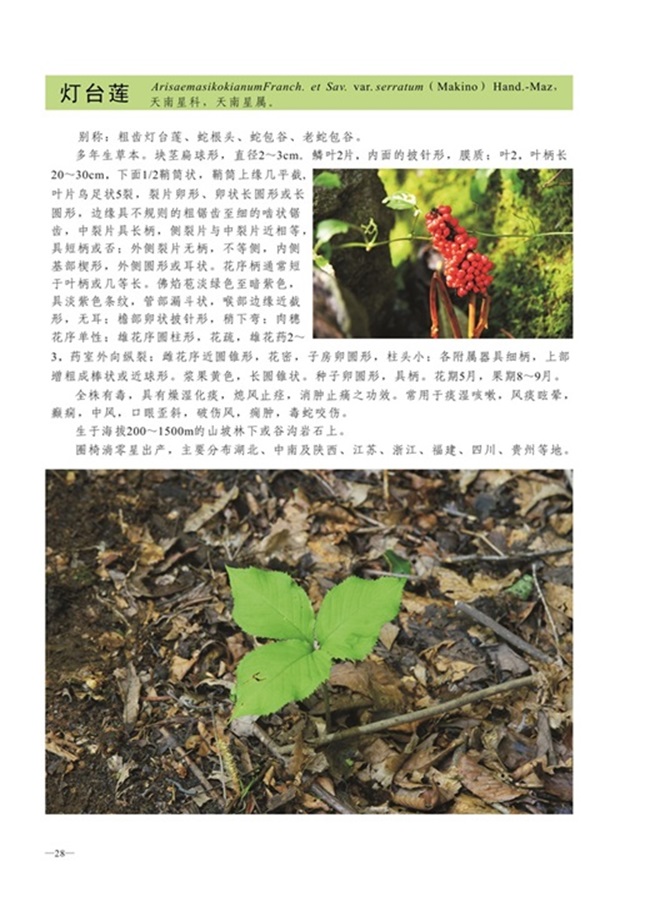 圈椅淌植物图谱——灯台莲