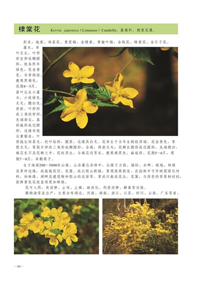 圈椅淌植物图谱——棣棠花