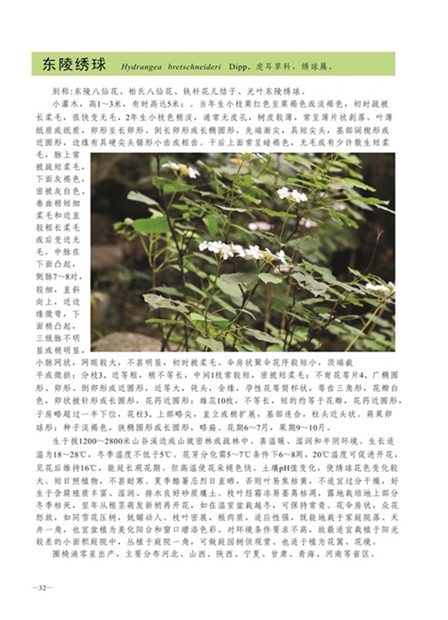 圈椅淌植物图谱——东陵绣球