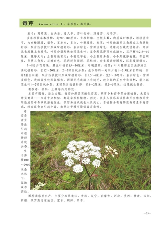 圈椅淌植物图谱——毒芹