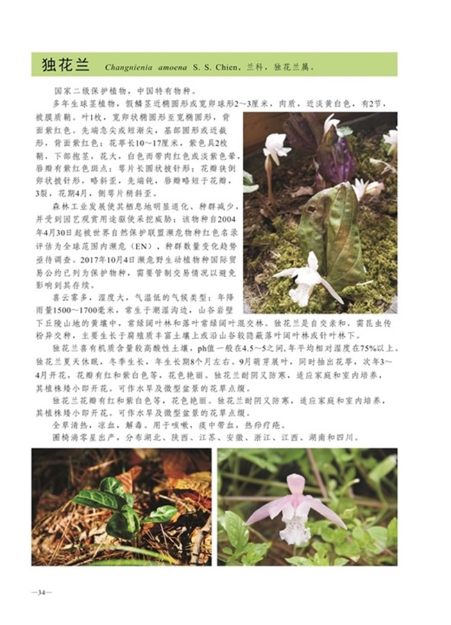 圈椅淌植物图谱——独花兰