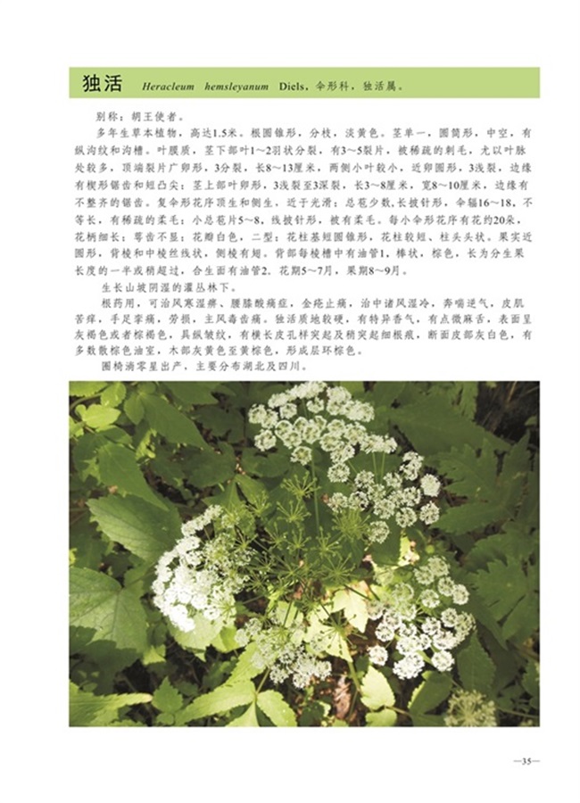 圈椅淌植物图谱——独活