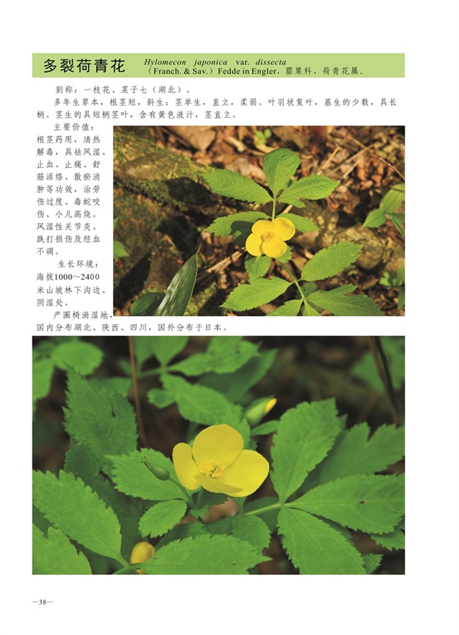 圈椅淌植物图谱——多裂荷青花