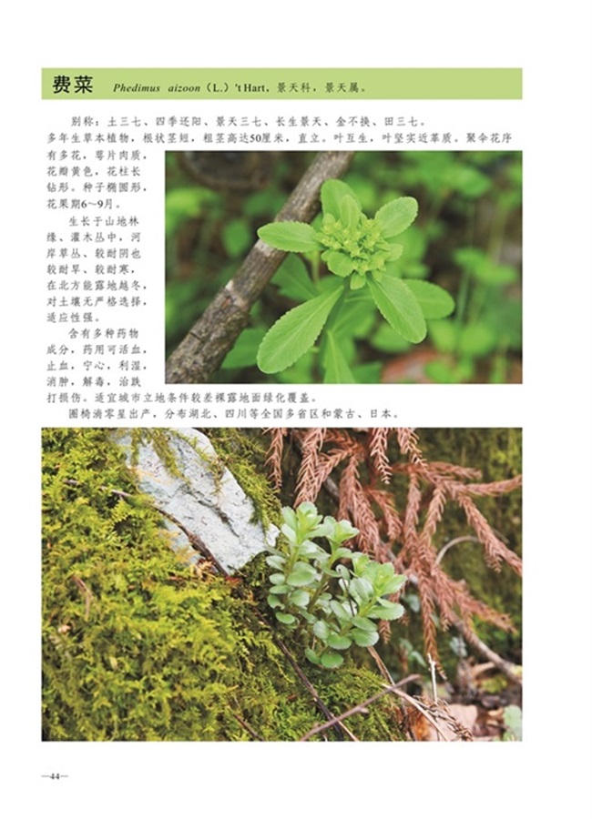 圈椅淌植物图谱——费菜