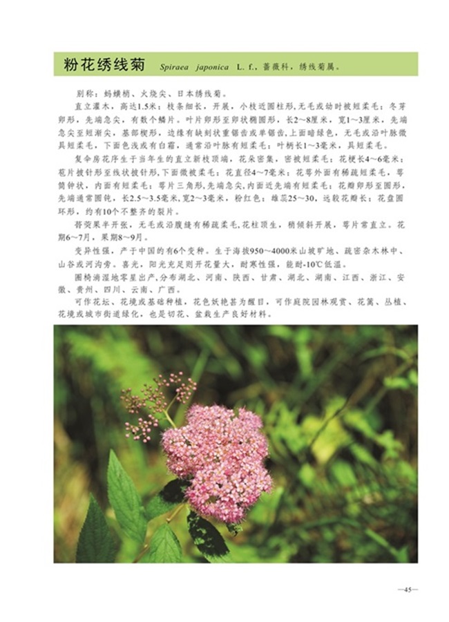 圈椅淌植物图谱——粉花绣线菊