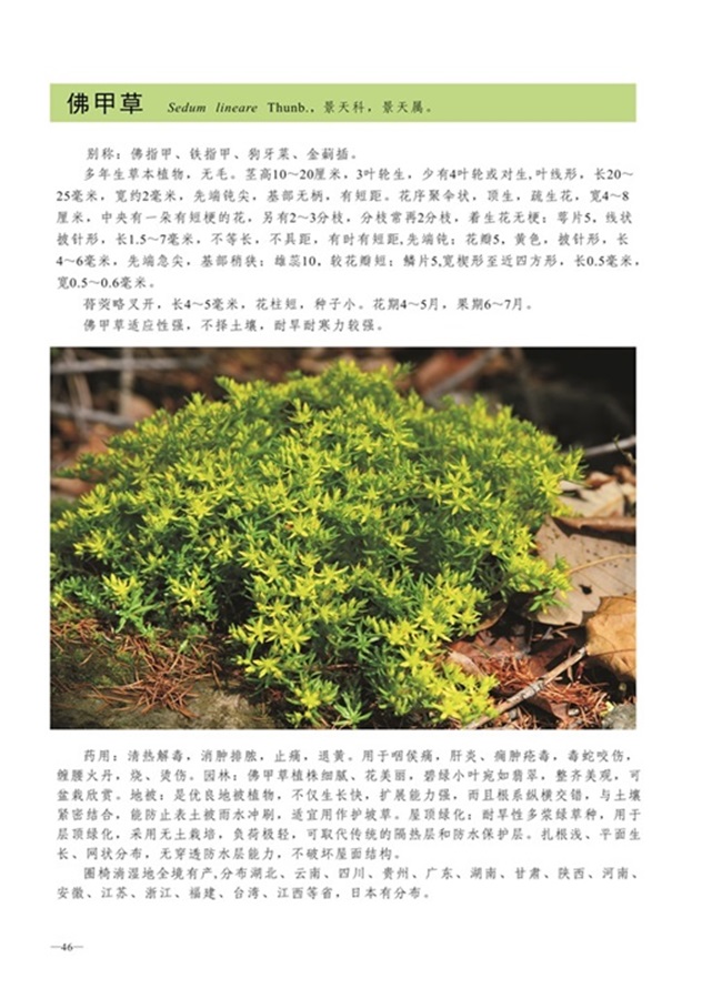 圈椅淌植物图谱——佛甲草
