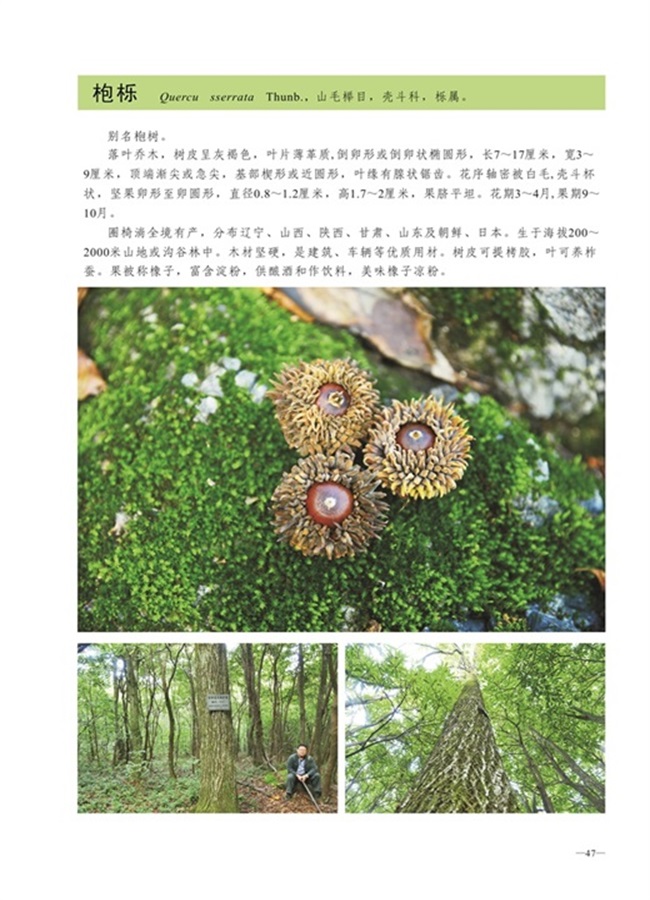 圈椅淌植物图谱——枹栎